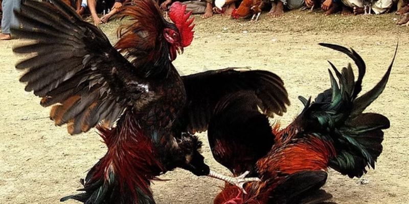 Good88 19 Trải nghiệm kèo đá gà với nhiều ưu điểm nổi bật